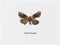 藏品(大斑波紋蛾)的圖片